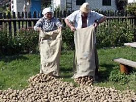 Картошки Беларусь покупает за границей больше, чем бананов!