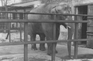 Гродненскому зоопарку слон может достаться бесплатно